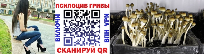 Псилоцибиновые грибы Psilocybine cubensis  сколько стоит  Артёмовский 
